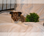 Puppy Henry Shetland Sheepdog