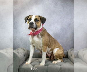 Boxer-Unknown Mix Dogs for adoption in Hot Springs Village, AR, USA