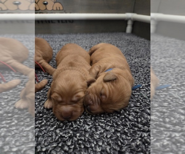 Medium Photo #1 Golden Retriever Puppy For Sale in GOODYEAR, AZ, USA