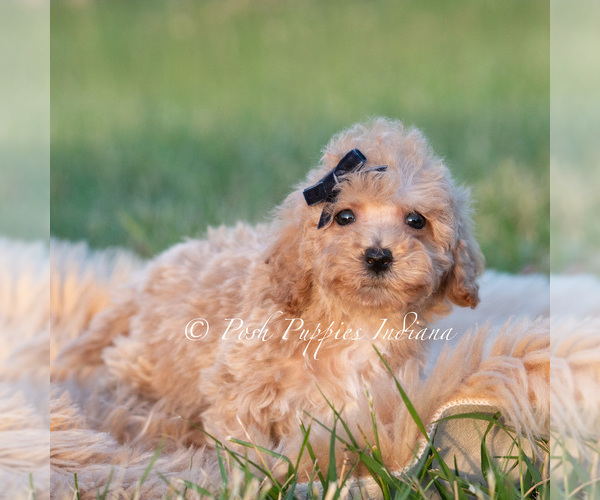 Medium Photo #34 Maltipoo (Toy) Puppy For Sale in WARSAW, IN, USA