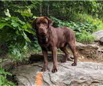 Small Photo #1 Labrador Retriever Puppy For Sale in NEW HOLLAND, PA, USA
