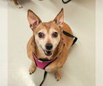 Small #1 Chihuahua