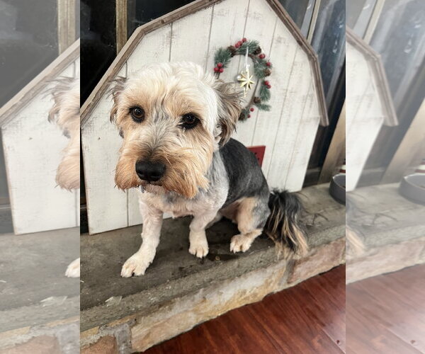 Medium Photo #17 Mutt Puppy For Sale in Allentown,, PA, USA