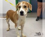 Small #1 Labrador Retriever Mix