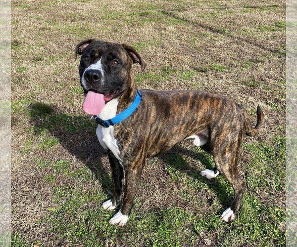 Medium Photo #10 American Pit Bull Terrier Puppy For Sale in Virginia Beach, VA, USA