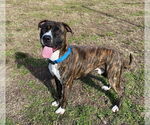 Small #9 American Pit Bull Terrier