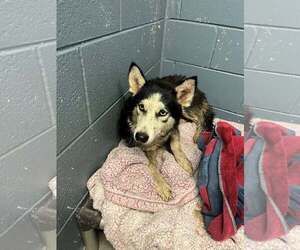 Siberian Husky-Unknown Mix Dogs for adoption in Rowlett, TX, USA