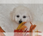 Small #2 Bichpoo