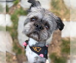 Small #1 French Tzu