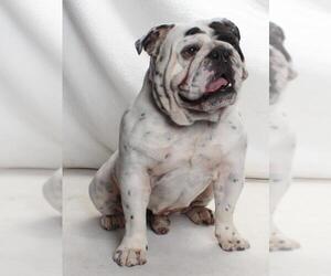Bulldog Dogs for adoption in Burbank, CA, USA