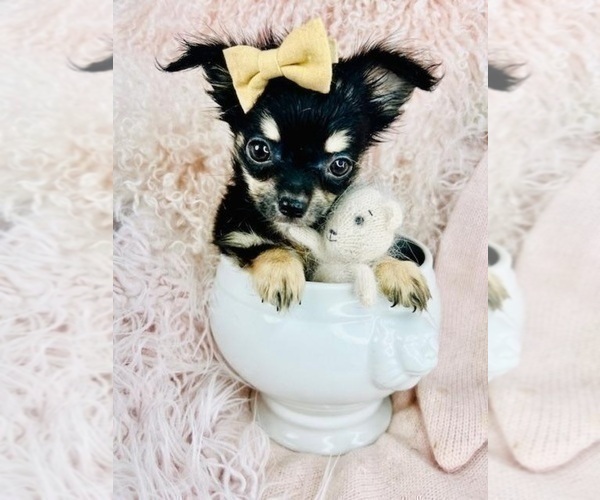 Medium Photo #12 Chihuahua Puppy For Sale in LANCASTER, PA, USA