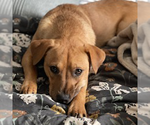 Small Photo #8 Labrador Retriever-Unknown Mix Puppy For Sale in Doylestown, PA, USA