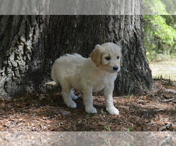 Medium Photo #8 Goldendoodle Puppy For Sale in LIVE OAK, FL, USA
