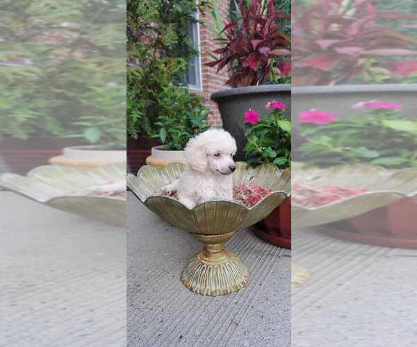 Medium Photo #2 Poodle (Toy) Puppy For Sale in BRONX, NY, USA