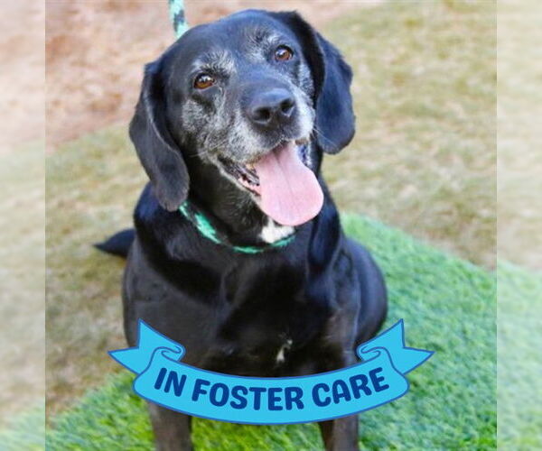 Medium Photo #1 Bassetdor Puppy For Sale in Tallahassee, FL, USA