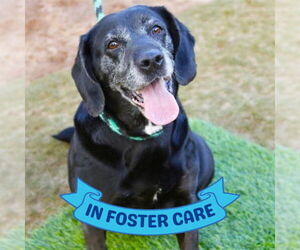 Bassetdor Dogs for adoption in Tallahassee, FL, USA