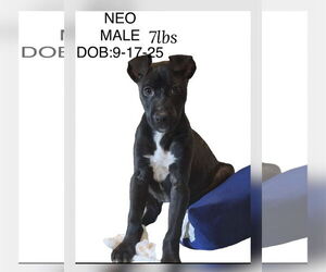 Retriever -Unknown Mix Dogs for adoption in Woodbury, NY, USA