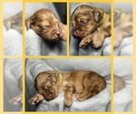 Puppy Daffodil Goldendoodle