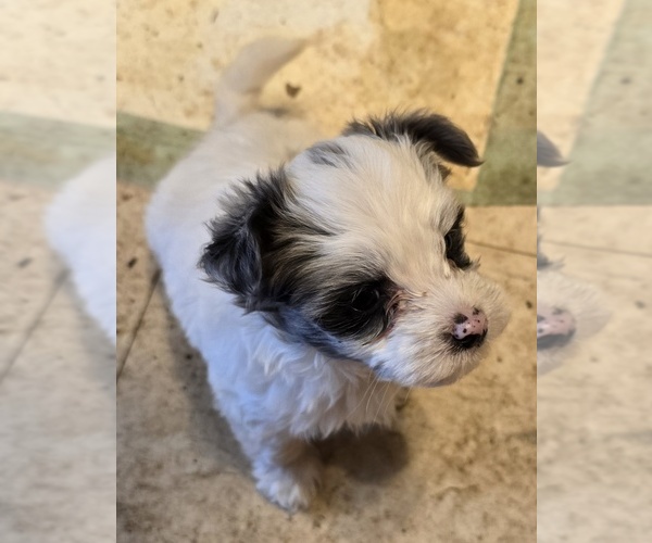 Medium Photo #3 YorkiePoo Puppy For Sale in SPRINGFIELD, OH, USA