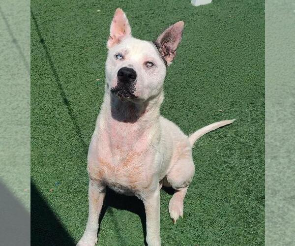 Medium Photo #11 American Pit Bull Terrier-Catahoula Leopard Dog Mix Puppy For Sale in Rockwall, TX, USA