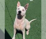 Small #10 American Pit Bull Terrier-Catahoula Leopard Dog Mix