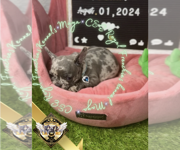 Medium Photo #18 French Bulldog Puppy For Sale in ATHENS, GA, USA