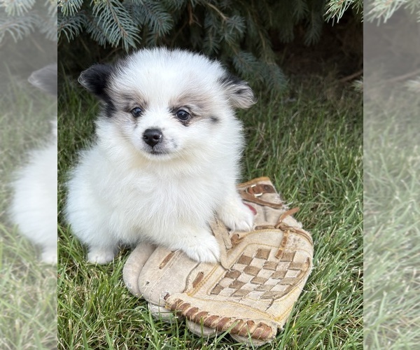 Medium Photo #4 Pomeranian Puppy For Sale in MIDDLEBURY, IN, USA