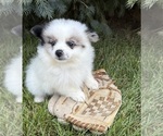 Small #3 Pomeranian