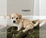 Puppy TIMBER Zuchon