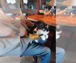Puppy Licorice Pembroke Welsh Corgi