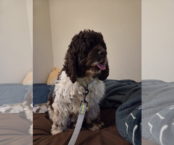 Medium Photo #4 Cocker Spaniel Puppy For Sale in Fort Wayne, IN, USA