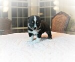 Small Photo #2 Pomsky Puppy For Sale in DRACUT, MA, USA