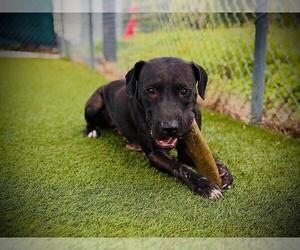 Labrador Retriever-Unknown Mix Dogs for adoption in Orlando, FL, USA