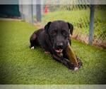 Small Labrador Retriever Mix