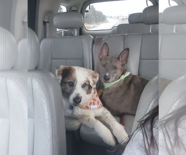 Medium Photo #5 Australian Shepherd-Unknown Mix Puppy For Sale in New London, WI, USA