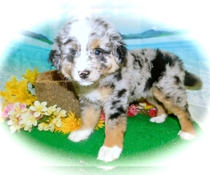 Border-Aussie Puppy for sale in HAMMOND, IN, USA