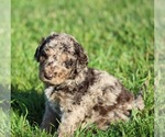 Small #6 Goldendoodle
