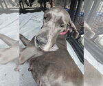 Small #1 Great Dane