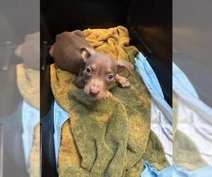 American Pit Bull Terrier-Unknown Mix Dogs for adoption in Plano, TX, USA