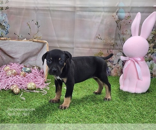 Medium Photo #7 Catahoula Leopard Dog Puppy For Sale in CUMBY, TX, USA