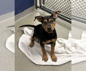 Border Collie-Unknown Mix Dogs for adoption in Sterling, MA, USA