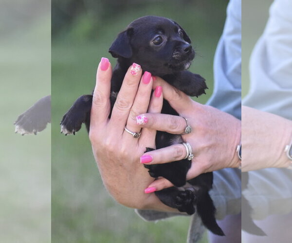Medium Photo #5 Chihuahua Puppy For Sale in Mechanicsburg, PA, USA