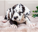 Small #11 Great Dane