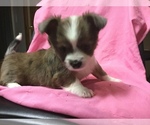 Small Photo #1 Chihuahua-Chorkie Mix Puppy For Sale in BATTLE CREEK, MI, USA
