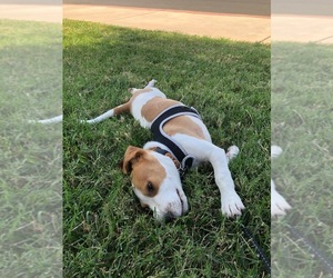 Beagle Puppy for sale in LEMOORE, CA, USA