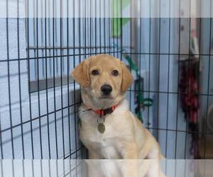 Labrador Retriever-Unknown Mix Dogs for adoption in Mountain Home, AR, USA