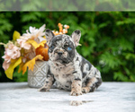 Puppy Brandy French Bulldog