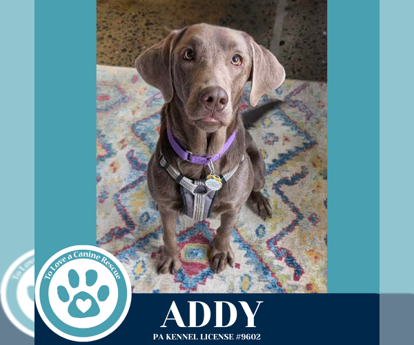 Medium Photo #7 Labmaraner Puppy For Sale in Kimberton, PA, USA