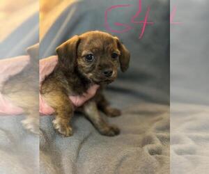 Chihuahua-Poodle (Toy) Mix Puppy for sale in ELM CITY, NC, USA