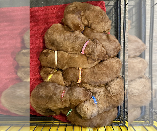 Medium Photo #1 Goldendoodle Puppy For Sale in ABILENE, TX, USA